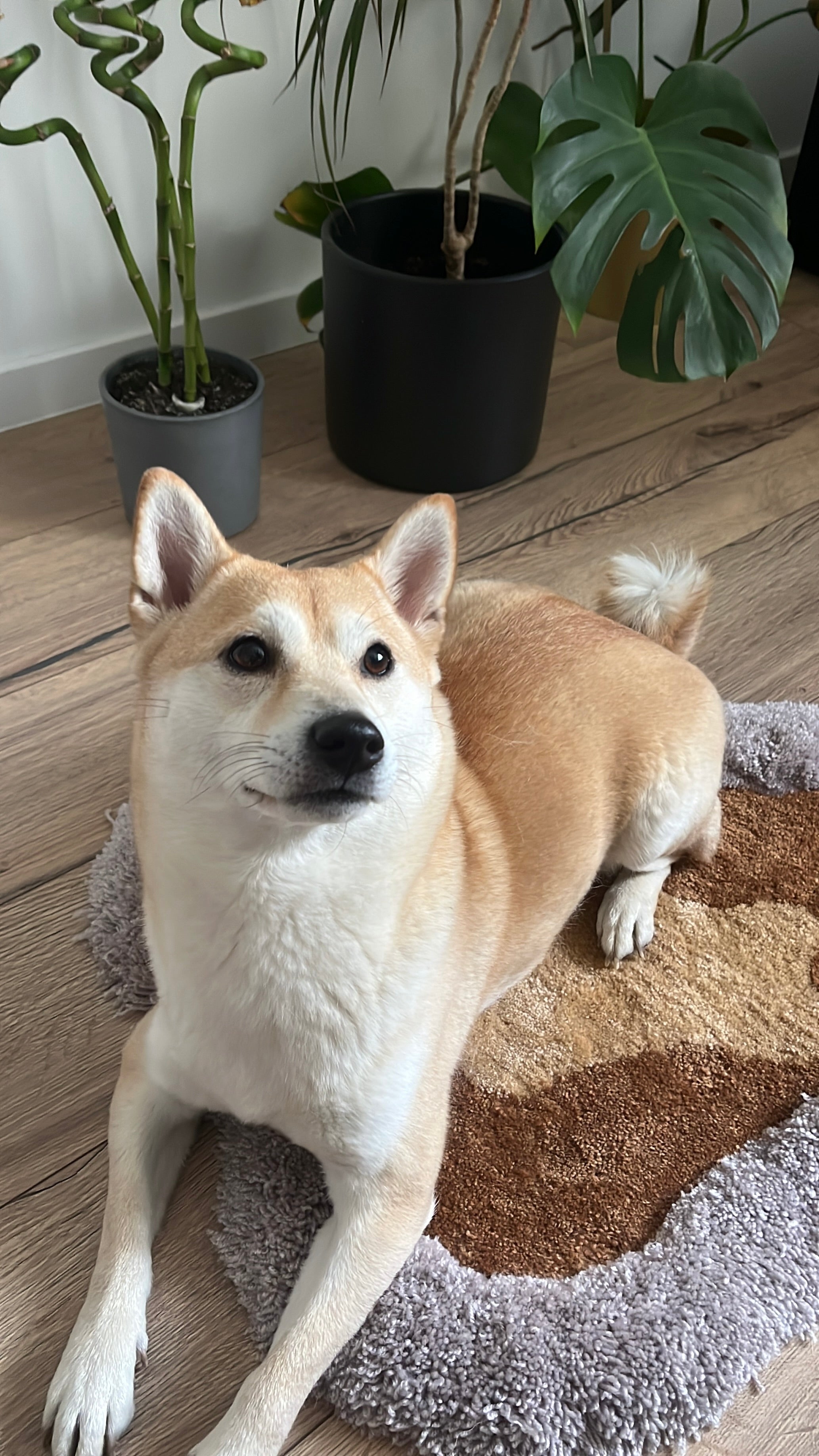 Posłanie dla zwierzaka - Rugsly